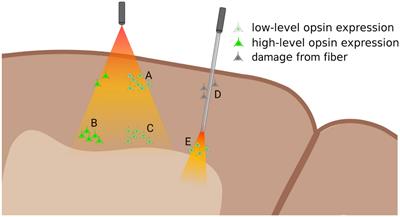 Optogenetics in primate cortical networks